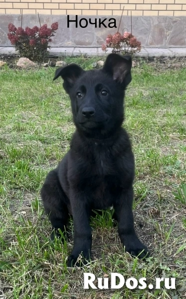 Щенки немецкой овчарки фото