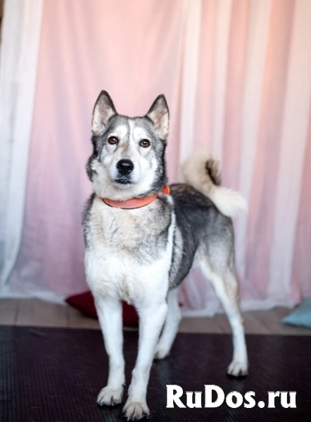 Лайка Саванна ждёт свою семью изображение 10