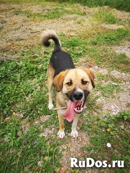 Ультра - молодая, добрая, ласковая девочка, которая ищет свою любящую семью! фотка