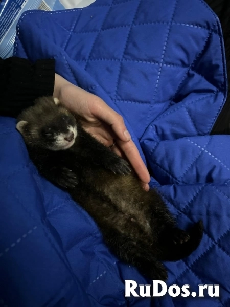 Соболь, норка, хорек ,белка изображение 3