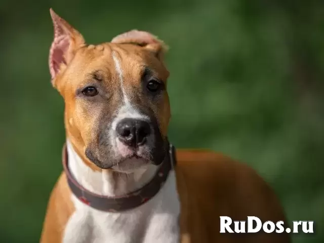 Красивая сука Амстаффа 5 месяцев изображение 6