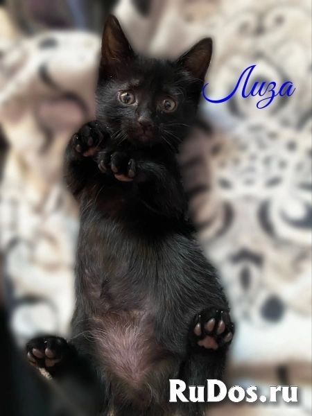 Воспитанные котята изображение 7