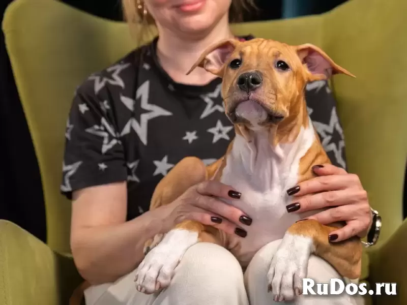 Шикарные тигровые и рыжие щенки Амстаффтерьера ркф изображение 7