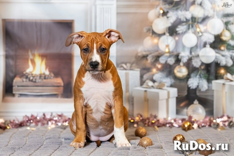 Милая девочка Амстаффтерьера для души изображение 6