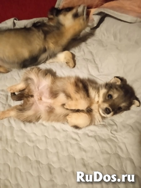 щенки метисы фотка