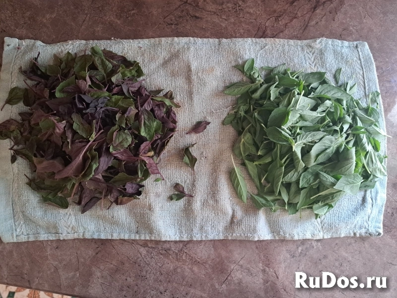 Базилик свежий фотка