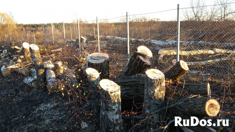Спил деревьев Кронирование Корчевание изображение 5