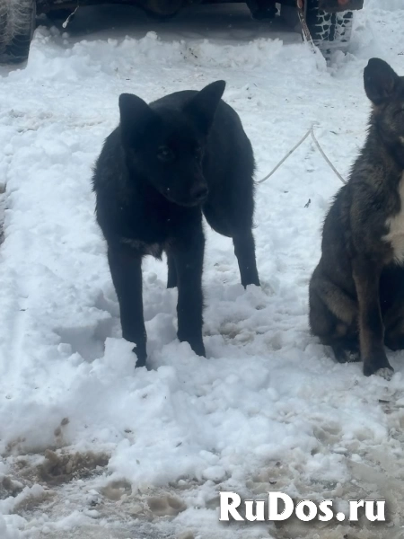 Щенки 6 месяцев помесь ВЕО изображение 4