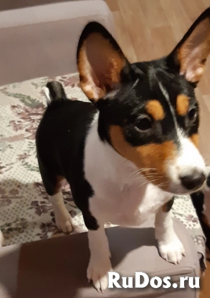 Щенок басенджи изображение 3