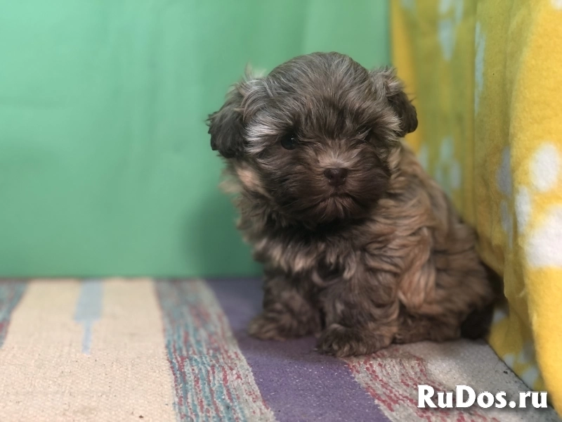 Продаются щенки русской цветной болонки изображение 8