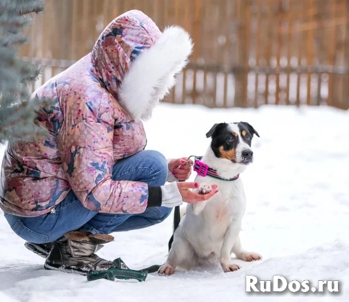 Молодой активный Бадди в добрые руки изображение 3