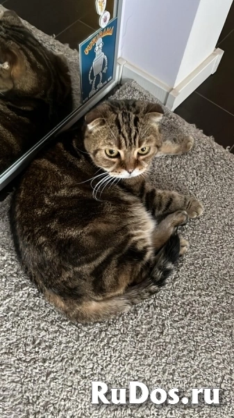 ## Внимание! Срочно ищет дом чудесный котик Ричард! фотка