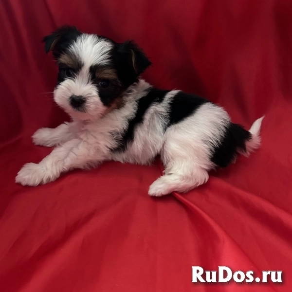 Щенки Бивера с документами фото