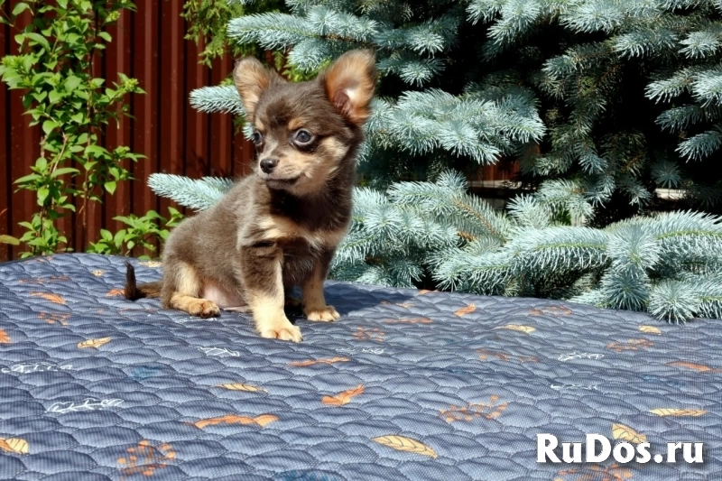 Милые мальчики мини и мелкий стандарт Чихуахуа изображение 12