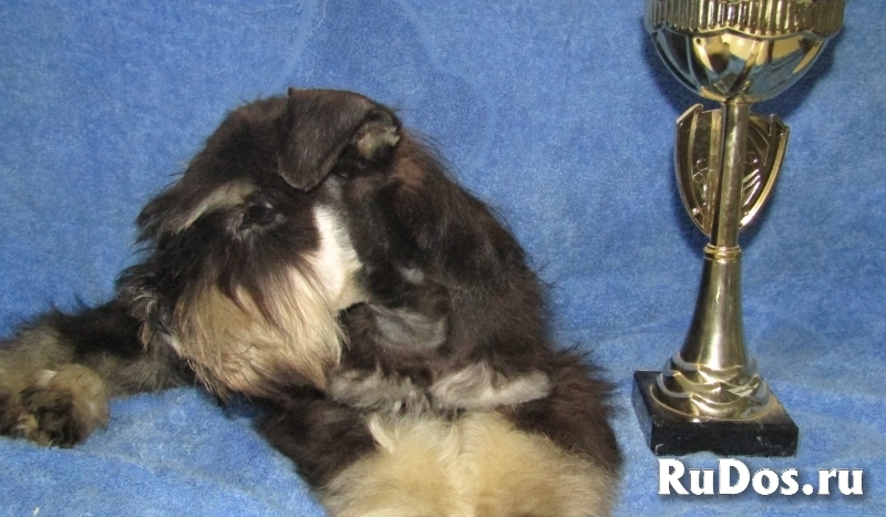 Цвергшнауцер высокопородные щеночки изображение 6