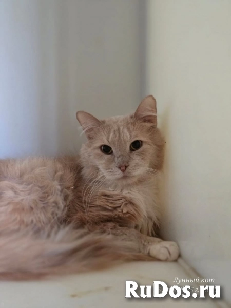 Котик Том фотка