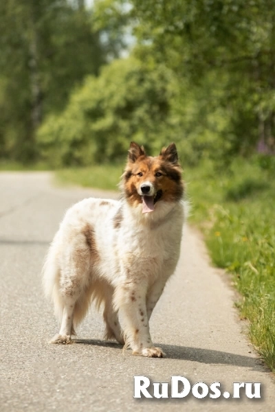 Леся, Лисичка, девочка, 2 года, путешественница и умница! изображение 11