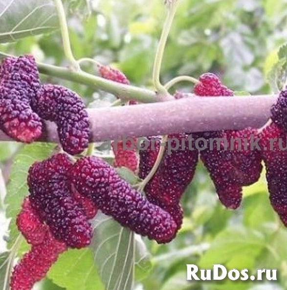 , купить растения изображение 10