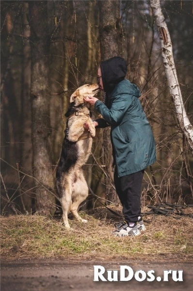 Чудесный пёс Дэнвер в добрые руки. изображение 7