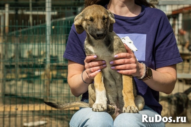 Маленькая красавица Хильда в самые добрые руки! изображение 3