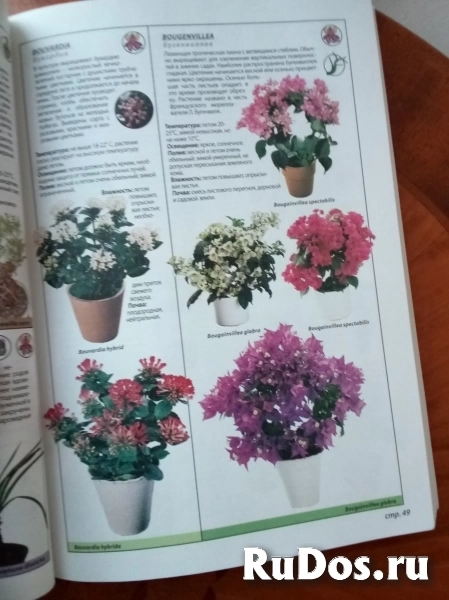 Энциклопедия комнатных растений новая иллюстрированная изображение 4