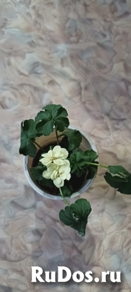 Жёлтая пеларгония фотка