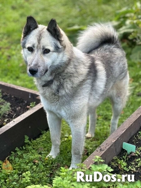 Молодой пёс ждет своего хозяина! фото