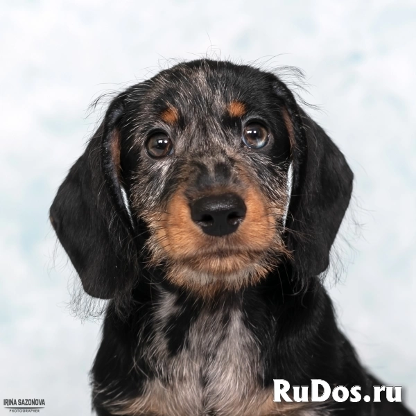 Такса жесткошерстная - щенки изображение 7