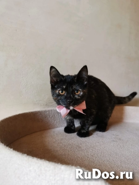 Ласковая 4 мес малышка Шуня в добрые руки изображение 4