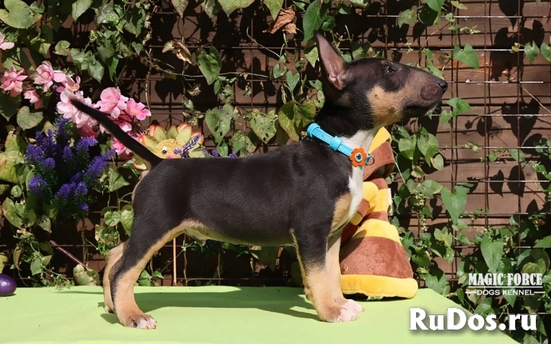 щенки бультерьера фотка