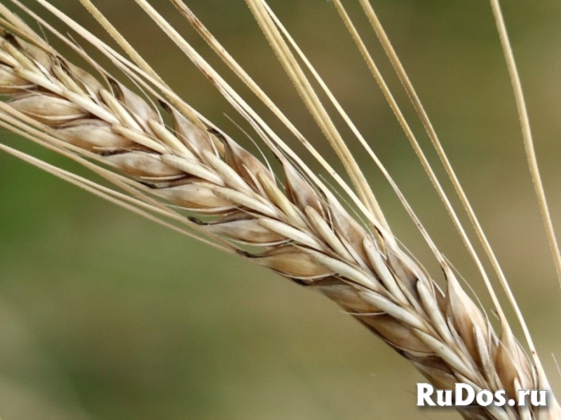 Семена Озимой Ячменя. фото