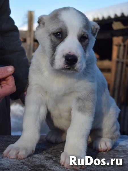 Породные щенки Алабая (САО) изображение 6