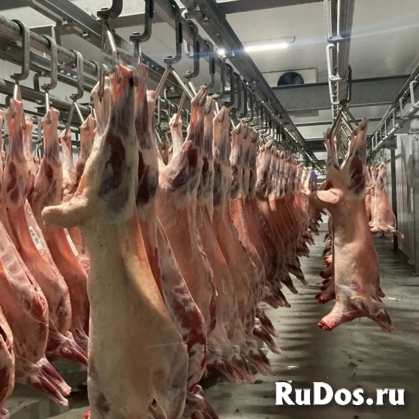Реализация оптом, мясо ЦБ, свинина, говядина, баранина. изображение 3