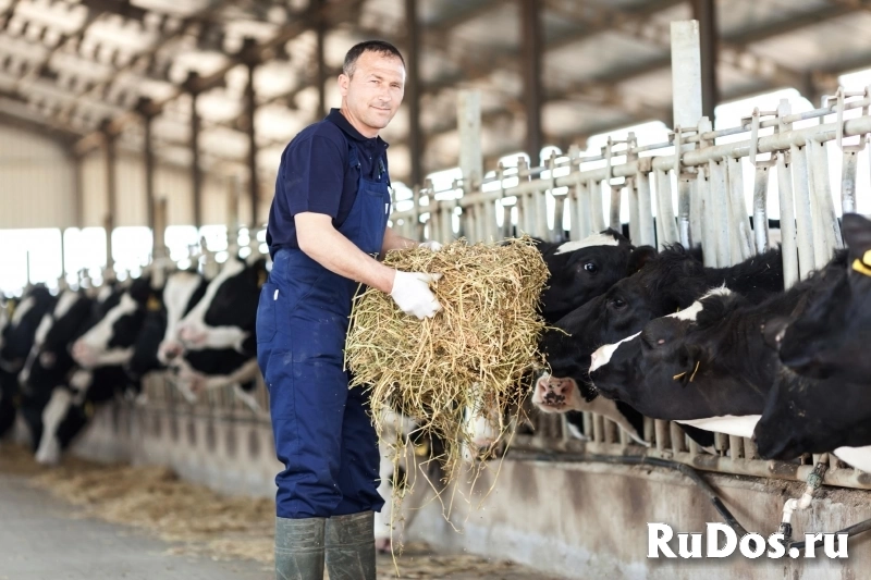 Скотник на молочную ферму (вахта) фото
