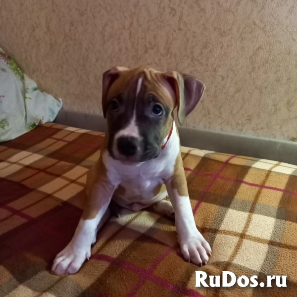 Чудесный мальчик Амстаффтерьера ркф изображение 3