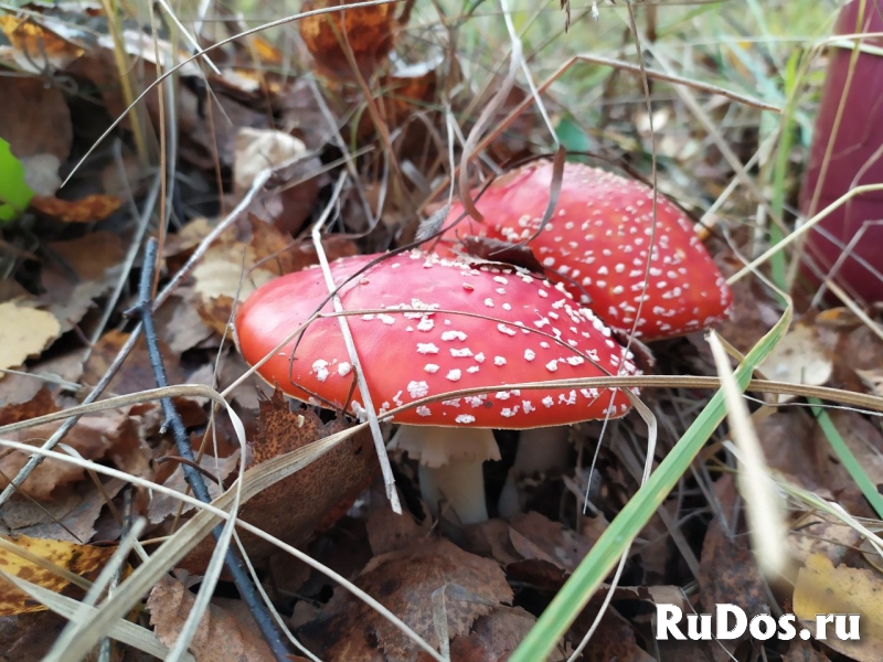 Мухомор красный сушеный свежий сбор 2022 изображение 4