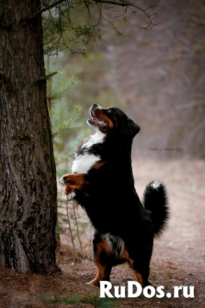 Бернский зенненхунд . Щенки. изображение 4