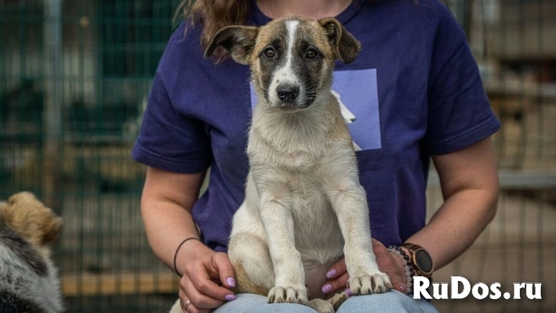 Долли – малышка с надеждой в глазах, в самые добрые руки! изображение 9