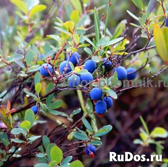 Саженцы голубики из питомника с доставкой и посадкой изображение 3
