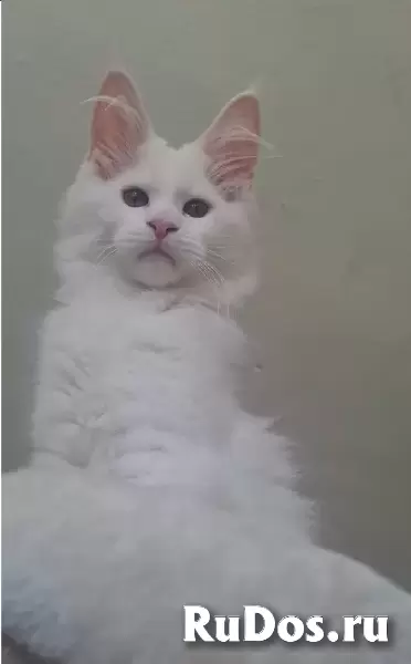 Котята мейн-куна изображение 3