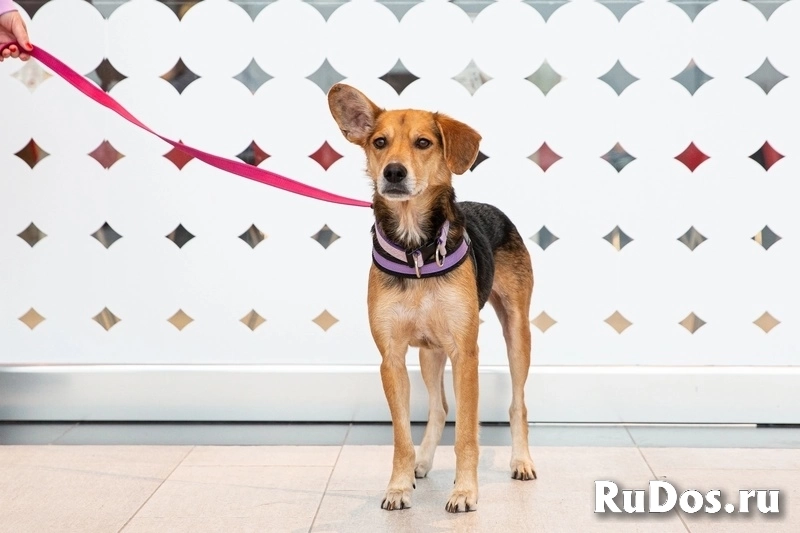 Небольшая собачка Астрид ищет дом. изображение 10