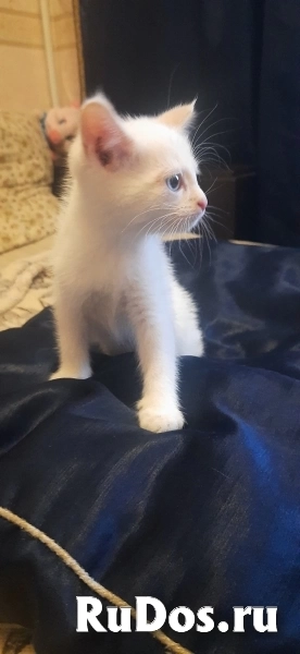 Отдам даром белую кошечку фото