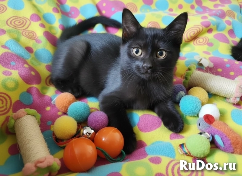 Котенок, который покорит ваше Сердце фото