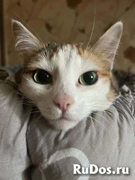 В Добрые руки ! Кошка - пухляшка! изображение 5