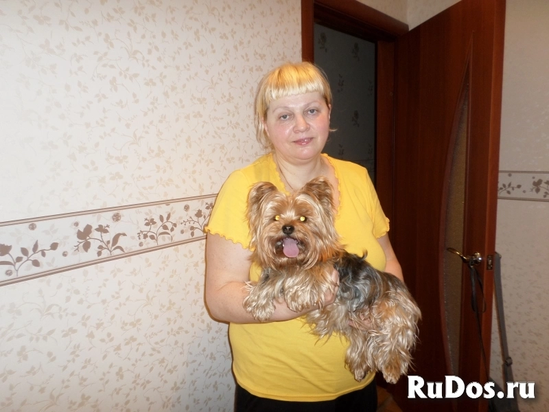 Йорки для вязки. Инструктор по вязкам любых пород. Осеменение. фото