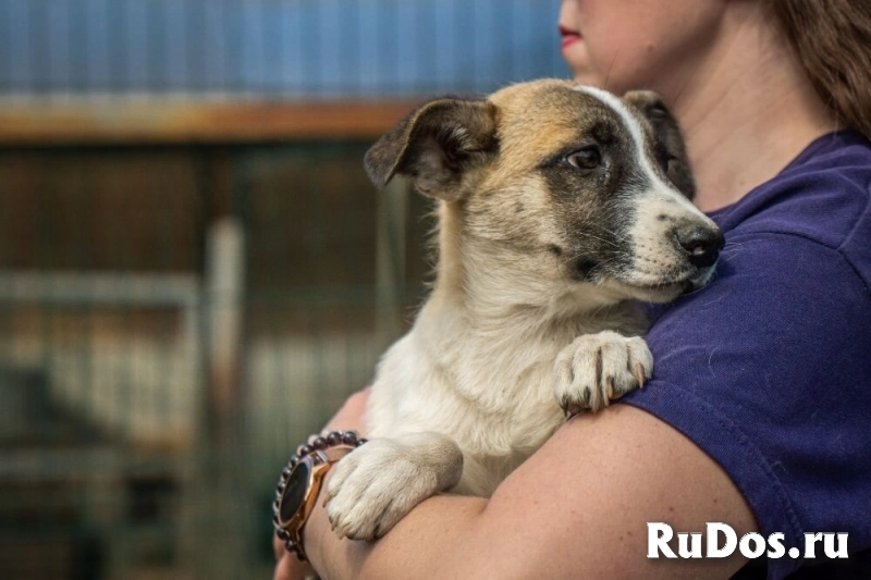 Долли – малышка с надеждой в глазах, в самые добрые руки! изображение 5