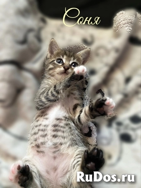 Воспитанные котята изображение 6