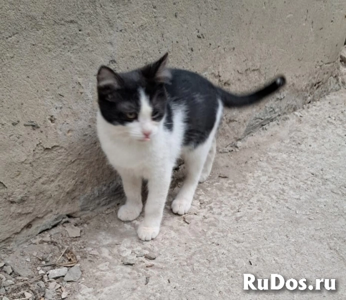 Вася, Мусенька и Мурзичек ждут своих хозяев. фотка