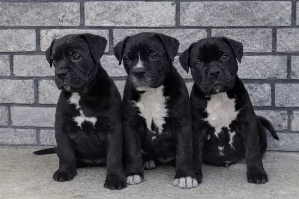 Американский булли XL/XXL фотка