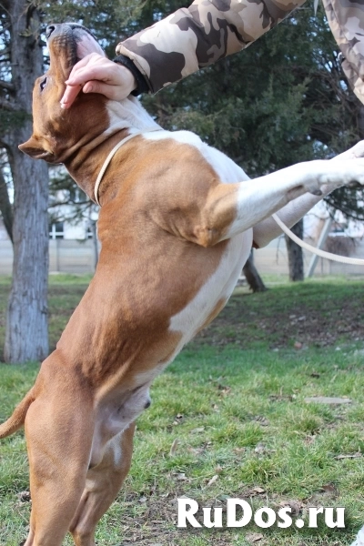 Качественные фото домашних любимцев изображение 9